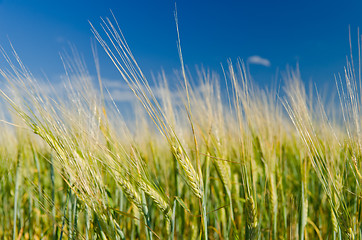 Image showing green wheat field and cloudy sky