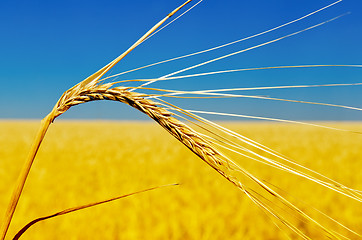 Image showing one golden ear of wheat