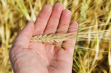 Image showing golden harvest in hand over field