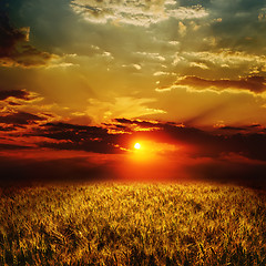 Image showing golden wheat field and sunset