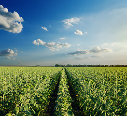 Image showing field with green sunflowers under cloudy sky in evening