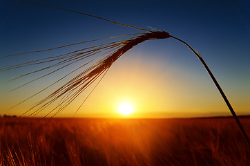Image showing sunset and ears of ripe wheat