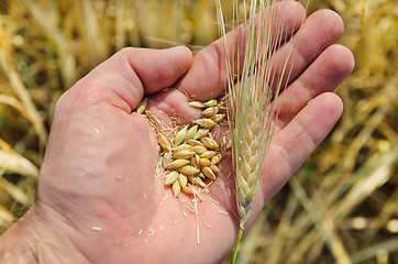 Image showing golden harvest in hand over field