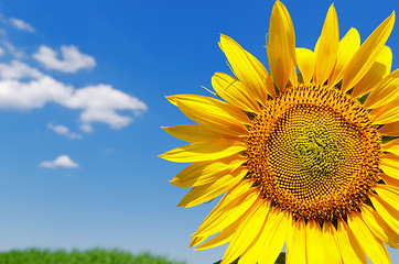 Image showing part of sunflower and sky