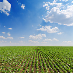 Image showing field with green sunflowers under cloudy sky