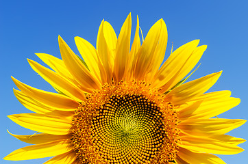 Image showing part of sunflower and sky