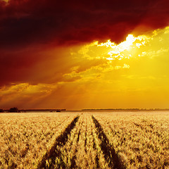 Image showing golden wheat field and sunset