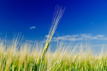 Image showing one green wheat on field and deep blue cloudy sky
