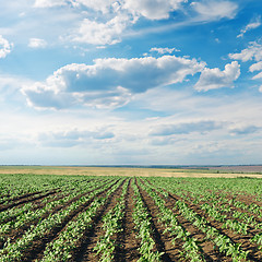 Image showing field with green sunflowers under cloudy sky