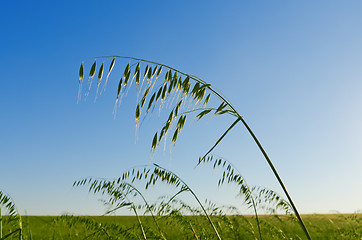 Image showing green oats on the field. soft focus