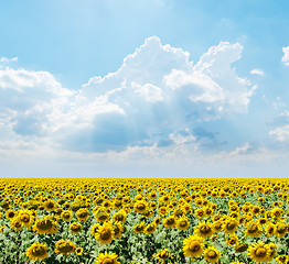 Image showing cloudy sky over field with sunflowers