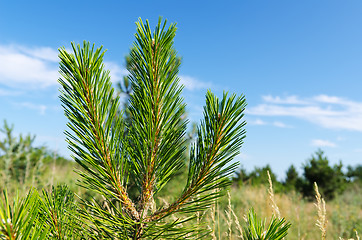 Image showing young shot of pine