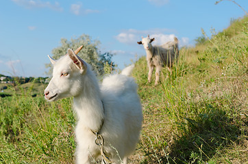 Image showing goat grazed on a meadow