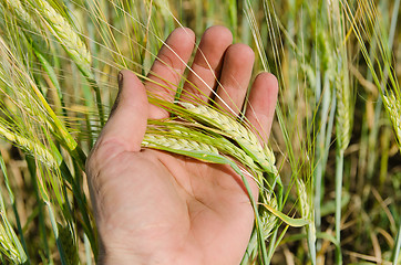 Image showing hand with green barley