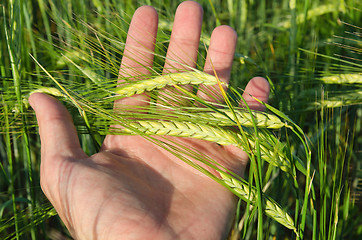 Image showing Green wheat in hand