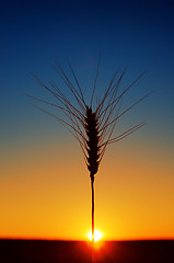 Image showing ears of wheat and sunset