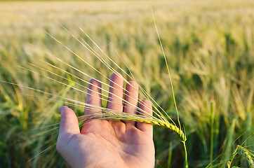 Image showing Green wheat in hand