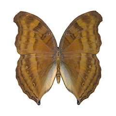 Image showing Beechwing Butterfly