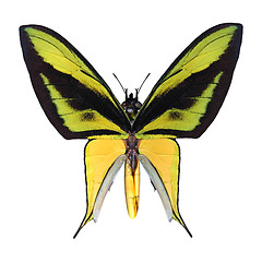 Image showing Birdwing