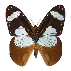 Image showing Ivory Merchant Butterfly
