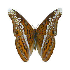 Image showing Admiral Butterfly