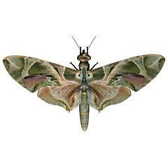 Image showing Oleander Hawk-moth