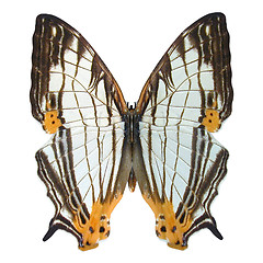 Image showing Common Map Butterfly