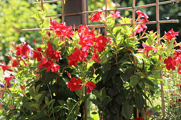 Image showing Colourful red summer flowers