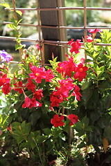 Image showing Beautiful red summer flowers