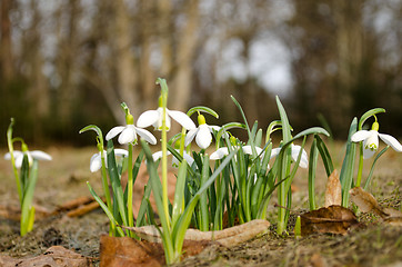 Image showing snowflakes white wild spring flowers blooms forest 