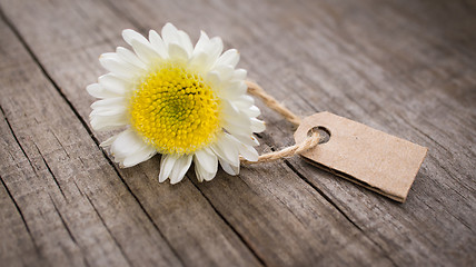 Image showing Flower with Sales Tag