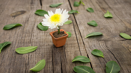 Image showing Flower Pot
