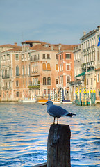 Image showing Seagull sitting on a log at Grande Canal