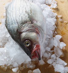 Image showing striped bass on ice