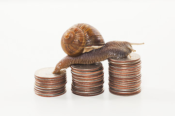 Image showing Snail on the coins - slow economy concept