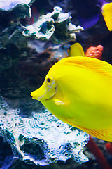 Image showing Zebrasoma fish floating underwater