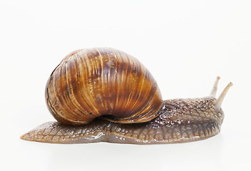 Image showing Snail moving against white background