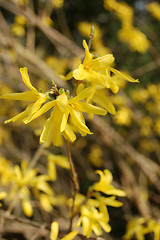 Image showing Yellow flowers