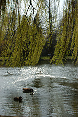 Image showing Spring in a park