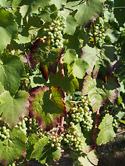 Image showing Gamay grape variety in august