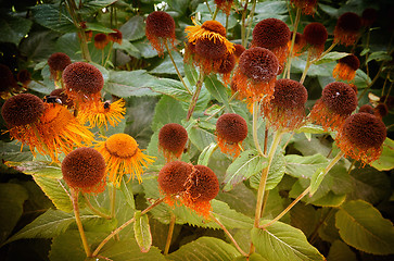 Image showing Withered Echinacea