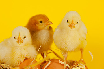 Image showing Three small baby chicken with eggs