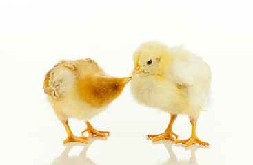 Image showing Two newborn chickens
