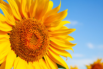 Image showing Sunflower head's close up against blue sky