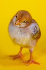 Image showing Small baby chicken