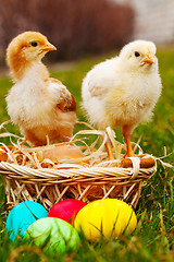 Image showing Two small baby chickens with colorful Easter eggs