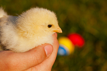 Image showing Little yellow chicken in palms 