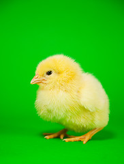 Image showing Newborn yellow chicken