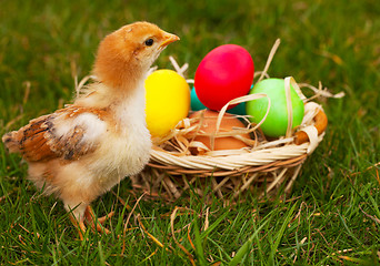 Image showing Small baby chickens with colorful Easter eggs