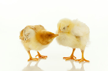 Image showing Two newborn chickens